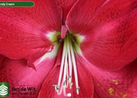 hippeastrum Candy Cream ® (2)